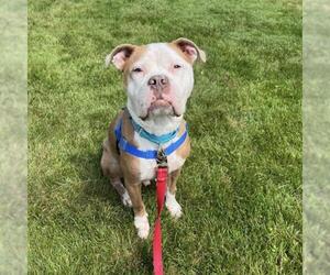 Bulldog-Unknown Mix Dogs for adoption in Boston, MA, USA