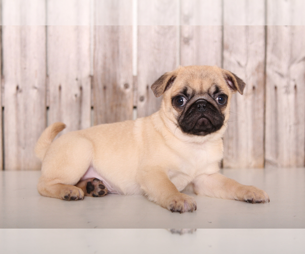 Medium Photo #3 Pug Puppy For Sale in MOUNT VERNON, OH, USA