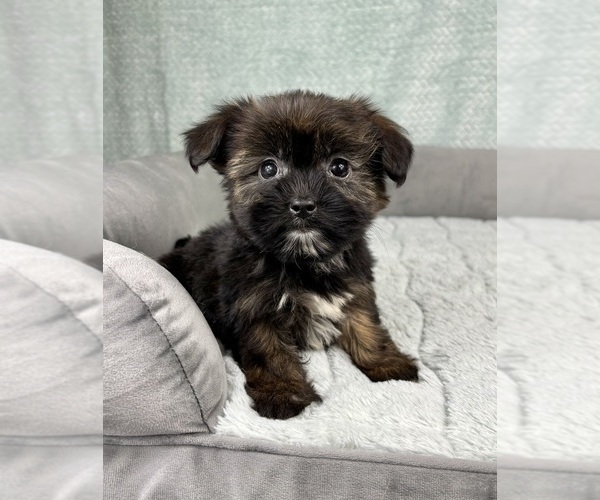Medium Photo #6 Shorkie Tzu Puppy For Sale in FRANKLIN, IN, USA