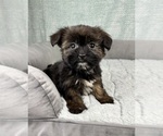 Small #5 Shorkie Tzu