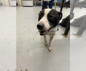 Borador Dogs for adoption in Waco, TX, USA