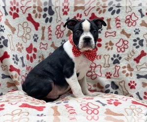 Boston Terrier Puppy for sale in LAKELAND, FL, USA
