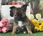 Small Chihuahua