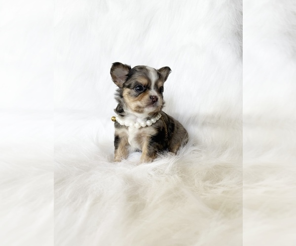 Medium Photo #8 Chihuahua Puppy For Sale in SACRAMENTO, CA, USA