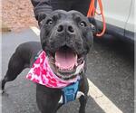 Small #2 American Staffordshire Terrier Mix