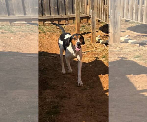 Medium Photo #2 Treeing Walker Coonhound Puppy For Sale in Westminster, MD, USA