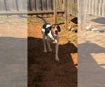 Small #1 Treeing Walker Coonhound