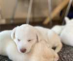 Puppy 2 Labrador Retriever-Siberian Husky Mix
