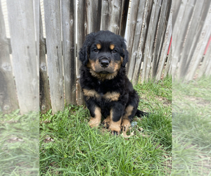 Rottweiler Puppy for sale in AKRON, OH, USA