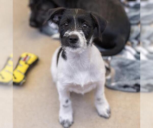 Medium Photo #1 Mutt Puppy For Sale in San Diego, CA, USA