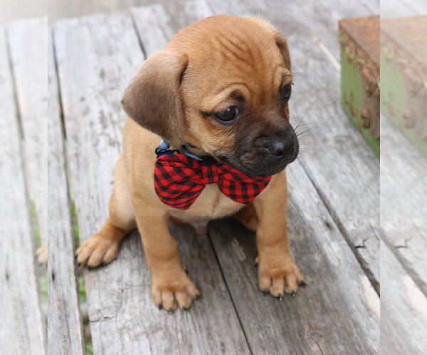 Medium Photo #3 Pug-Unknown Mix Puppy For Sale in Bandera, TX, USA