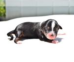 Small #2 Miniature Australian Shepherd