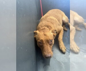 Labrador Retriever Dogs for adoption in Bakersfield, CA, USA