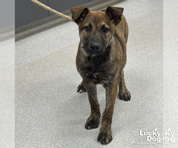 Medium Photo #1 Retriever -Unknown Mix Puppy For Sale in Washington, DC, USA