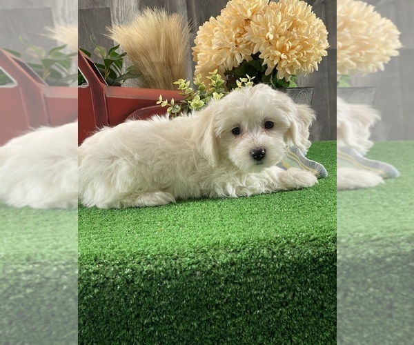 Medium Photo #4 Biton Puppy For Sale in CANOGA, NY, USA