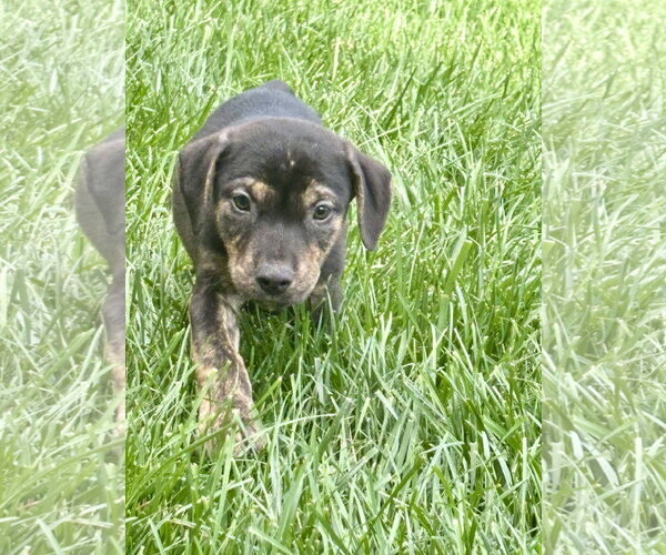 Medium Photo #2 Mutt Puppy For Sale in Hillsboro, MO, USA