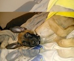 Small Photo #2 Belgian Malinois Puppy For Sale in GILBERT, AZ, USA