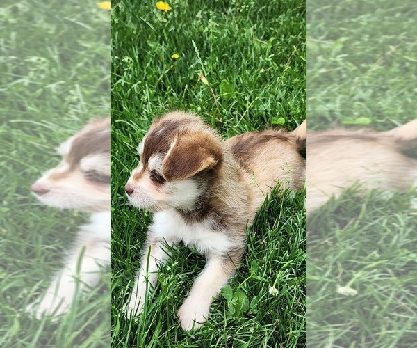 Medium Photo #7 Alaskan Klee Kai-Pomeranian Mix Puppy For Sale in GREENWOOD, WI, USA