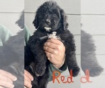 Small Photo #40 Bernedoodle Puppy For Sale in WALNUT GROVE, MO, USA