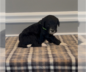 Medium Bernedoodle-Labradoodle Mix