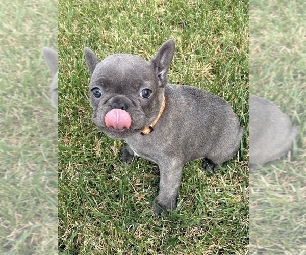 Medium Photo #32 French Bulldog Puppy For Sale in CANYON, TX, USA