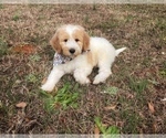 Small #9 Goldendoodle