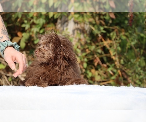 Medium Photo #36 ShihPoo Puppy For Sale in DYERSBURG, TN, USA