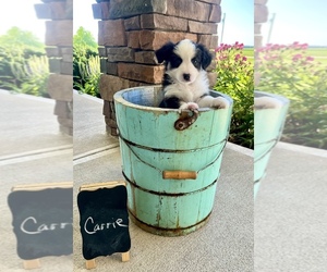 Miniature Australian Shepherd Puppy for sale in WAUSEON, OH, USA