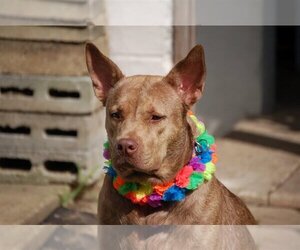Coco - Female - Mix Dog for Adoption - Photo #7