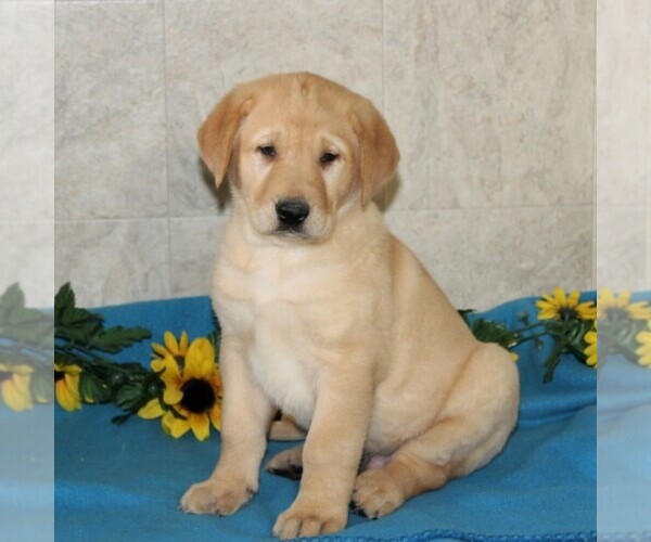 Medium Photo #3 Shepradors Puppy For Sale in STRASBURG, PA, USA