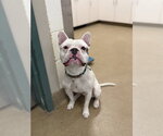 Small French Bulldog