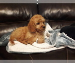 Small Photo #14 Cavapoo Puppy For Sale in COPPERAS COVE, TX, USA