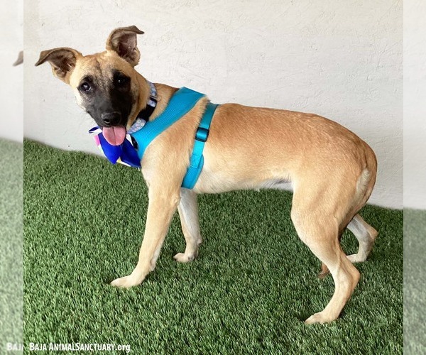 Medium Photo #3 Black Mouth Cur-Unknown Mix Puppy For Sale in San Diego, CA, USA