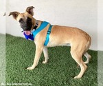 Small #2 Black Mouth Cur Mix