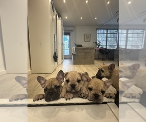 French Bulldog Puppy for Sale in VENETIAN ISLANDS, Florida USA