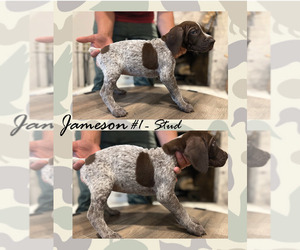 German Shorthaired Pointer Puppy for Sale in GOLDEN, Colorado USA