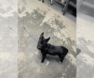 Akita-Unknown Mix Dogs for adoption in Tallahassee, FL, USA