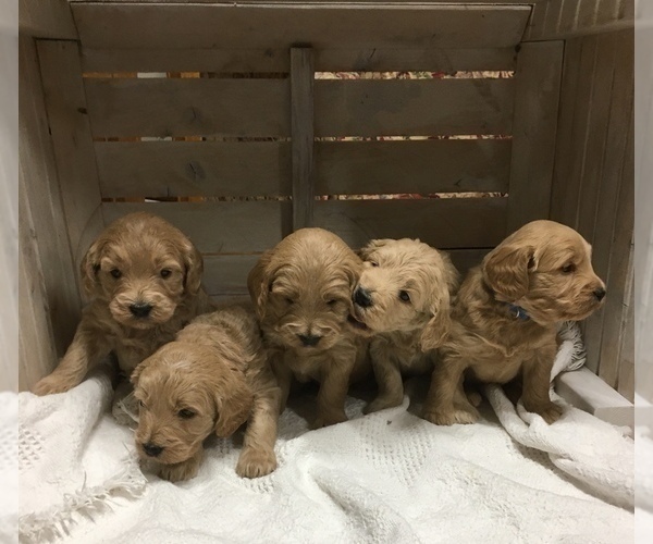 Medium Photo #2 Goldendoodle-Poodle (Miniature) Mix Puppy For Sale in NARVON, PA, USA