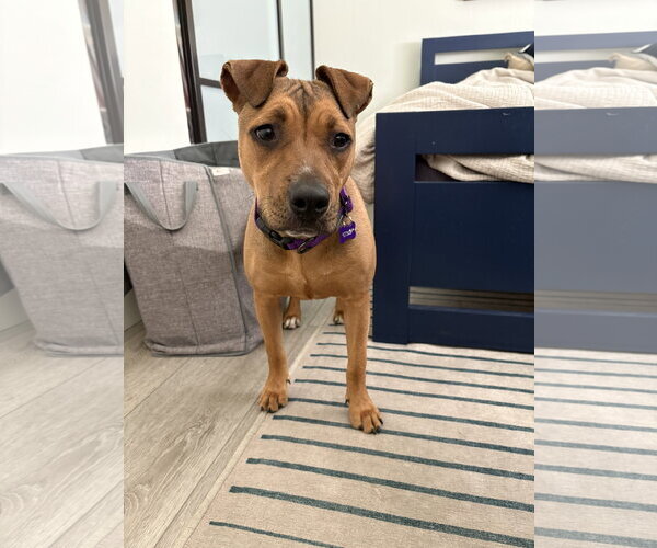 Medium Photo #5 American Pit Bull Terrier Puppy For Sale in Berkeley, CA, USA