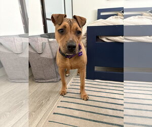 Goldie - Female American Pit Bull Terrier Dog for Adoption - Photo #5