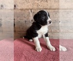 Small #5 Border Collie