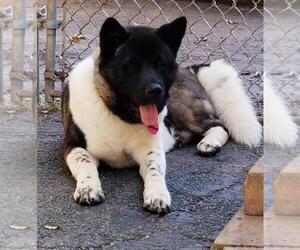 Father of the Akita puppies born on 12/27/2022