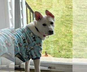 Retriever -Unknown Mix Dogs for adoption in Woodbury, NY, USA