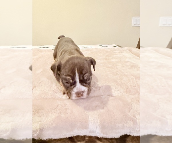 Medium Photo #10 Bulldog Puppy For Sale in LAS VEGAS, NV, USA