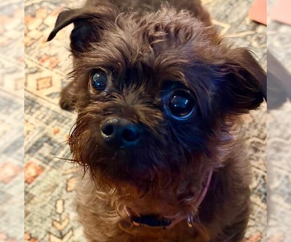 Medium Photo #1 Cairn Terrier Puppy For Sale in Spring Lake, NC, USA