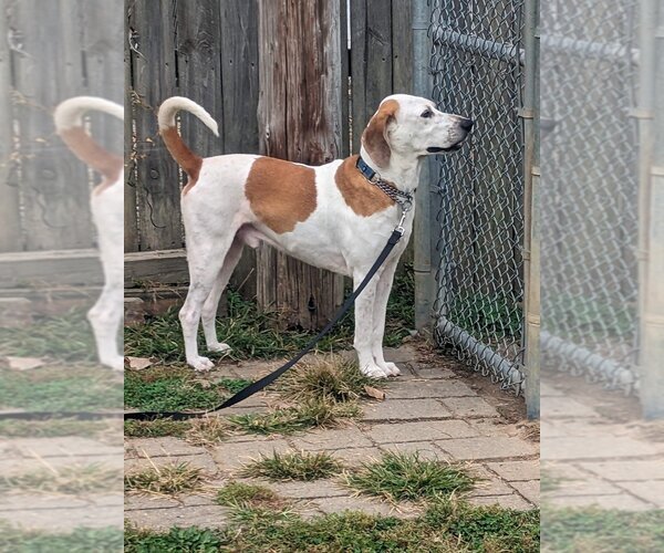 Medium Photo #6 English Coonhound Puppy For Sale in Richmond, IN, USA