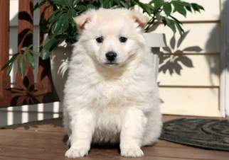 American Eskimo Dog Puppy for sale in MOUNT JOY, PA, USA