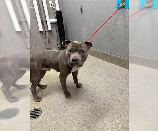 Medium Photo #1 American Pit Bull Terrier-Unknown Mix Puppy For Sale in Las Vegas, NV, USA