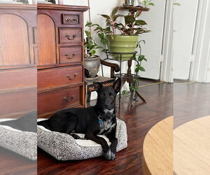 Indigo - Indeed a Good Boy! - Male Mutt Dog for Adoption - Photo #17