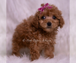 Small Photo #9 Maltipoo (Miniature) Puppy For Sale in WARSAW, IN, USA